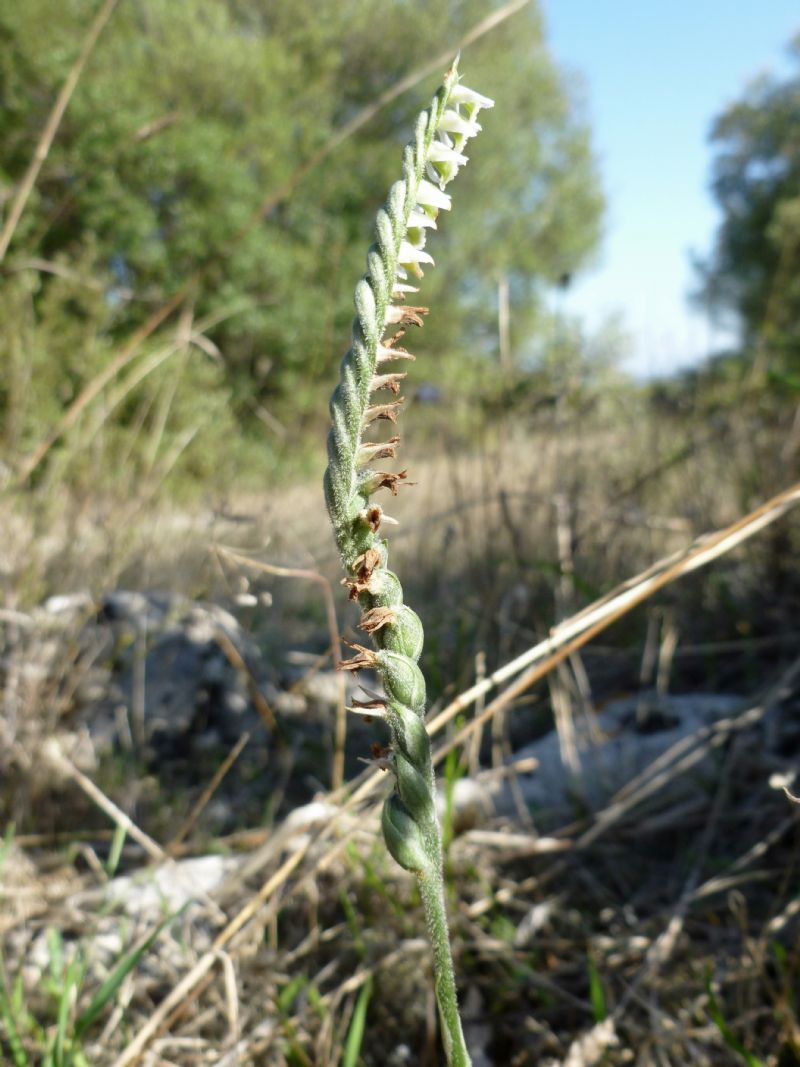 la mia prima Spiranthes spiralis